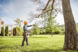 Best Tree Removal Services  in Reidville, SC